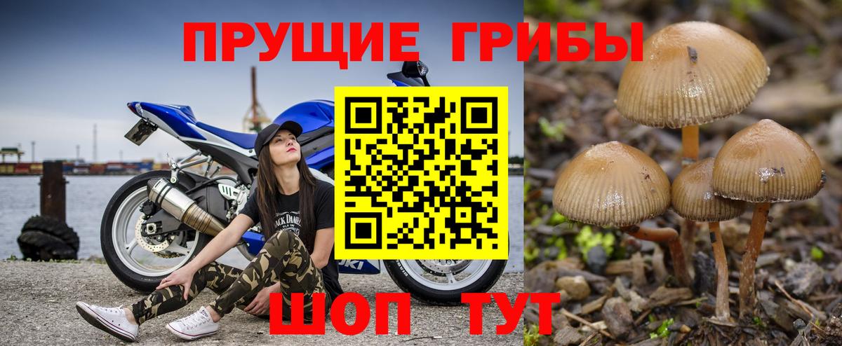 Псилоцибиновые грибы прущие грибы Малгобек